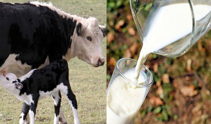 <p> दूध ओळखण्याची पहिली पद्धत अगदी सोपी आहे. दुधाचे काही थेंब घेऊन ते दगडावर किंवा गुळगुळीत लाकडावर टाका. जर दुध खाली खाली वाहत असेल आणि त्यावर पांढर्‍या काठाची खूण असेल तर समजून घ्या की दूध खरं आहे. & nbsp; <br /> & nbsp; </p> 