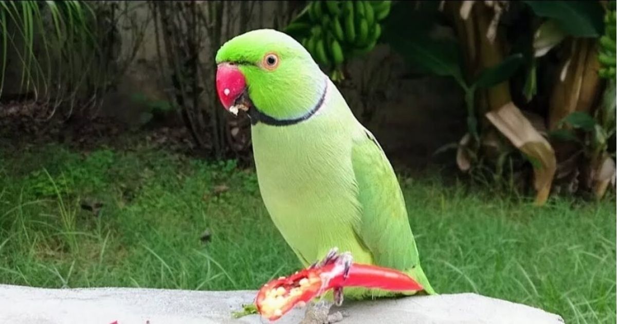 आपण कधी असा विचार केला आहे का की पोपटाला खायला मिर्चीच का आवडते…तर जाणून घ्या त्यामागील रहस्यमय आणि आश्चर्यकारक असे कारण