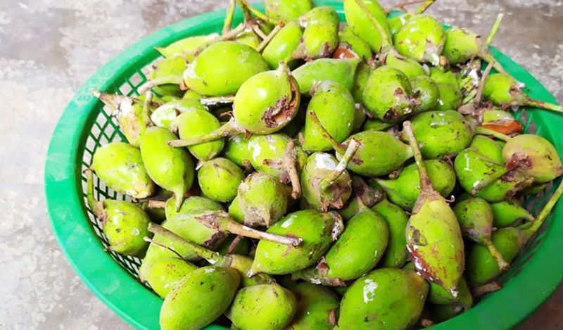 <p> मधुमेह असलेल्या लोकांसाठी महुआ अमृत आहे. महुआच्या झाडाची साल पिल्याने साखर पातळी कमी होते. परंतु येथे लक्षात घेण्यासारखी गोष्ट म्हणजे मधुमेहाच्या लोकांनी महुआ फुलाचे सेवन करू नये. & Nbsp; </ p> 