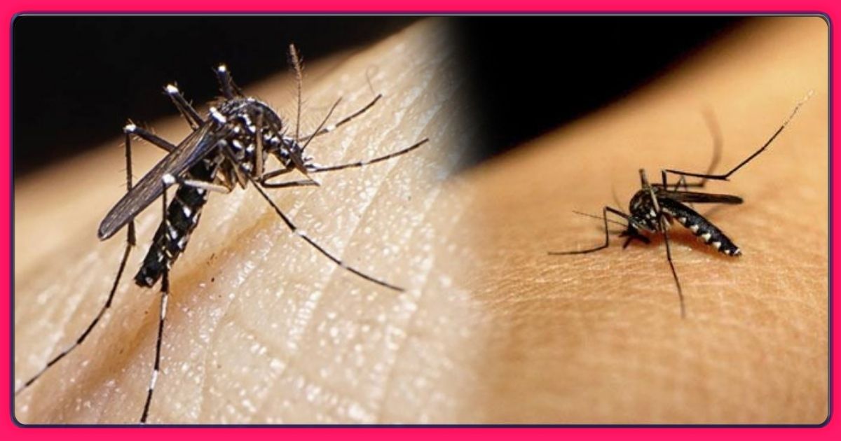 काय आपल्या सुद्धा घरात अति प्रमाणत मच्छर झाले आहेत…तर आजचं करा हे घरगुती उपाय…डेंग्यू, मलेरियापासून होईल बचाव